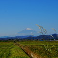 Photos: 191121_S05_尾花と富士山・S1655G(平塚) (26)
