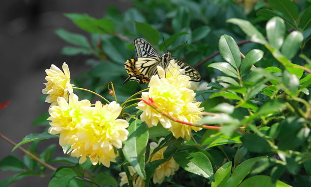 200502_02C_ナミアゲハ蝶とモッコウ薔薇・RX10M3(我が家の花壇) (5)