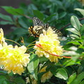Photos: 200502_02C_ナミアゲハ蝶とモッコウ薔薇・RX10M3(我が家の花壇) (5)