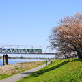 Photos: 200325_49S_一本桜と京王相模原線・RX10M3(稲田堤) (8)