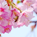 220310_02S_河津桜とミツバチ・RX10M3(二ｹ領用水) (122)