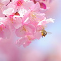 220310_02S_河津桜とミツバチ・RX10M3(二ｹ領用水) (169)