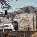 Photos: 桜並木を特急通過