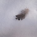 雪の上の羽毛
