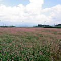 赤い蕎麦畑