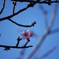 桜が