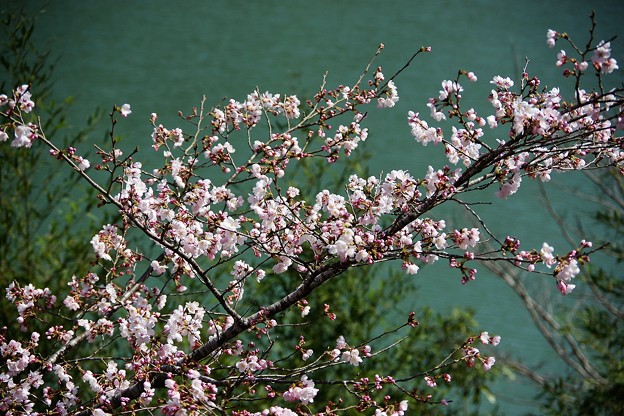 市房ダムの桜