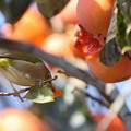 Photos: 211116-7柿を食べるメジロ（２／２）