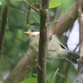 220501-1ヤマガラ幼鳥