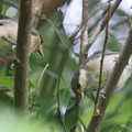 220501-2ヤマガラ幼鳥