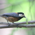 Photos: 220501-3幼鳥のために虫を獲ったヤマガラ