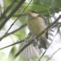 Photos: 220501-4ヤマガラ幼鳥