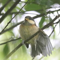 220501-5ヤマガラ幼鳥
