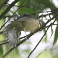 220501-6ヤマガラ幼鳥