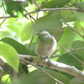 220502-1ヤマガラ幼鳥