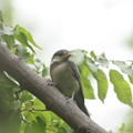 220502-2ヤマガラ幼鳥