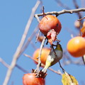 Photos: 221124-3柿の実を食べるメジロ