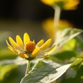 Photos: 秋の黄色