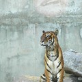 Photos: 正座した虎