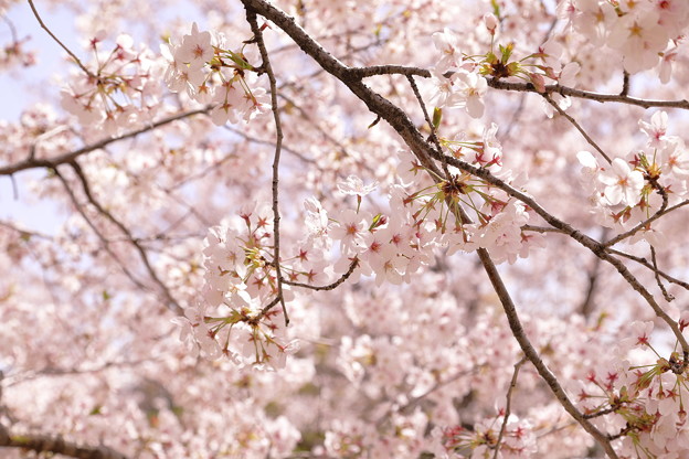 桜・満開・春爛漫