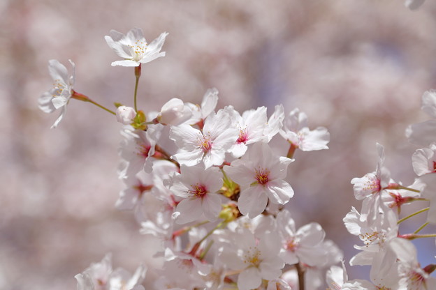 桜・満開・春爛漫