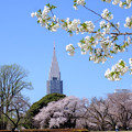 Photos: 新宿御苑　桜
