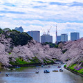 Photos: 千鳥ヶ淵桜