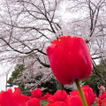 Photos: 昭和記念公園　桜とチューリップ