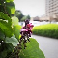 Photos: クズの花（１）