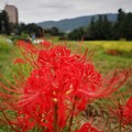 Photos: 彼岸花の田園風景（２）