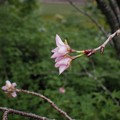 Photos: 「四季桜」の開花（１）