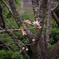 Photos: 「四季桜」の開花（２）