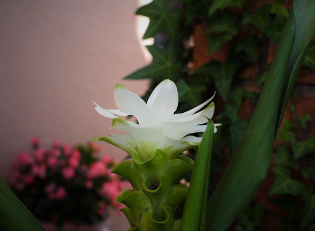 Photos: クルクマの花