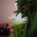 Photos: クルクマの花