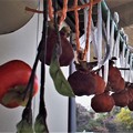 Photos: 吊るし柿