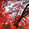 Photos: 紅葉（４）