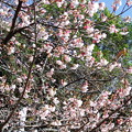元日桜