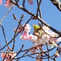 元日桜とメジロ