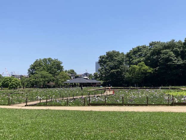 菖蒲　北山公園
