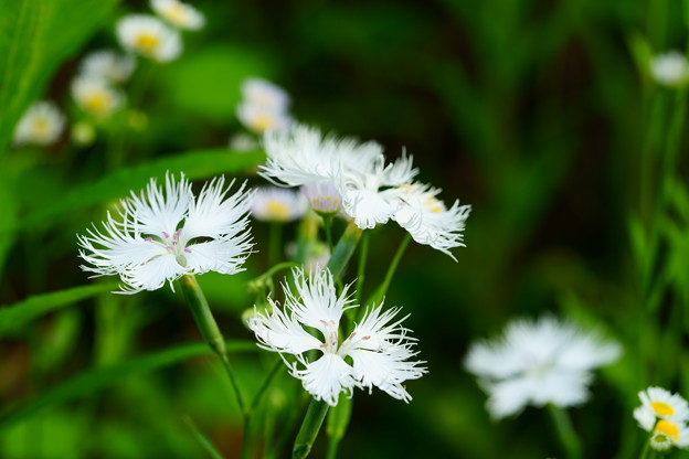 白い花々