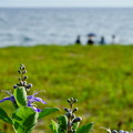 Photos: 浜辺の花