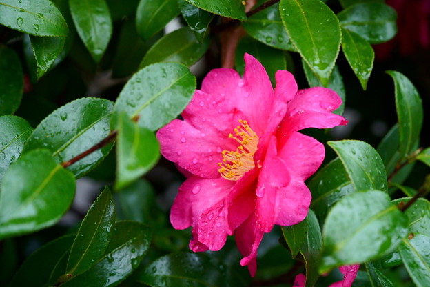 Photos: 雨に咲く花