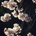 Photos: 夕陽を浴びた桜