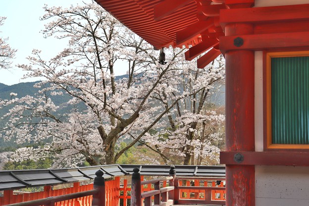 塔の下から眺める桜