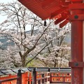 Photos: 塔の下から眺める桜