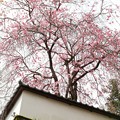Photos: 長谷寺の桜
