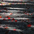 Photos: 散歩道の秋