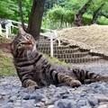 Photos: 高松の池、ネコ (4)
