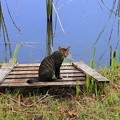 Photos: 高松の池、ネコ (6)