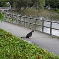 Photos: 高松の池、ネコ (1)